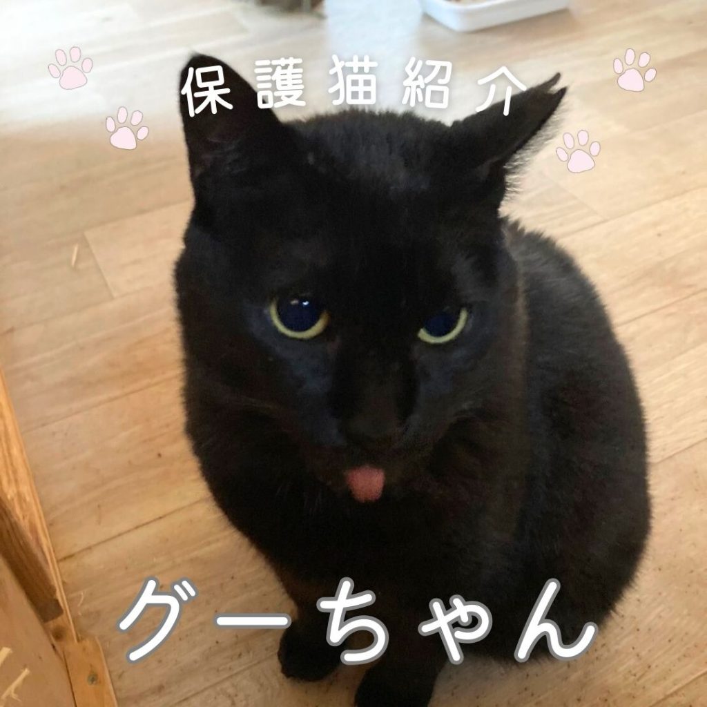 クロム様 ご確認ページ 黒猫ちゃん主役(*´˘`*)♡ クロム様 ご確認ページ 黒猫ちゃん主役(*´˘`*)♡ 甘えん坊♡黒猫子猫